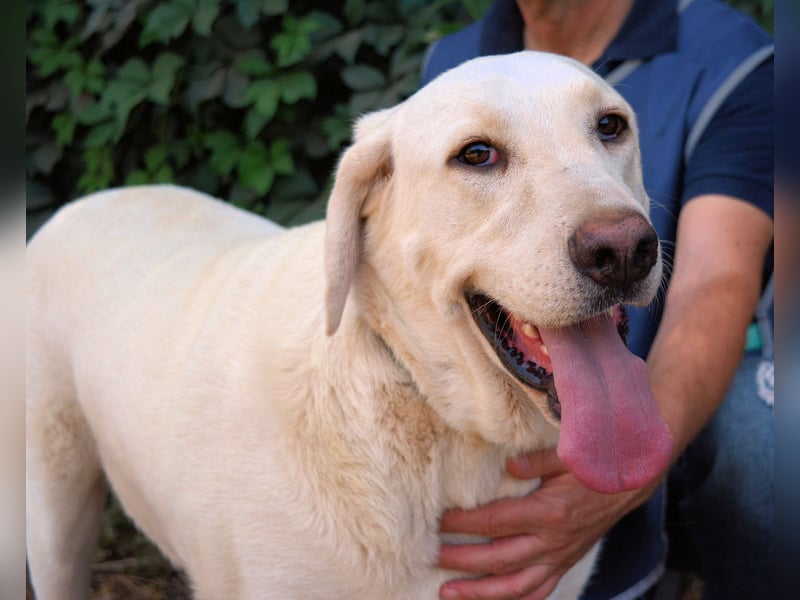 Scoutie - Scoutie hat Fernweh nach Liebe