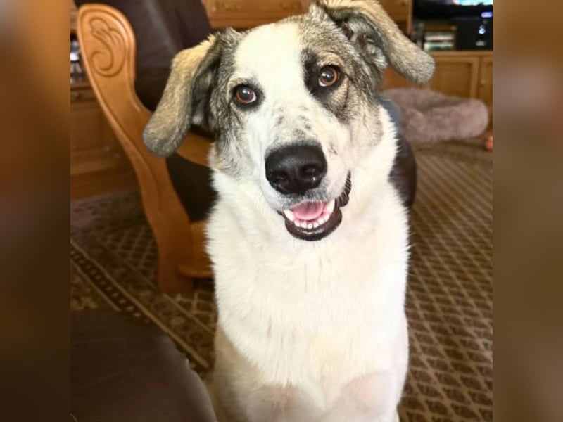 Nelly - (Dringend neue Pflegestelle oder Zuhause gesucht) gerade nochmal Glück gehabt Nelly - (Dringend neue Pflegestelle oder Zuhause gesucht) gerade nochmal Glück gehabt