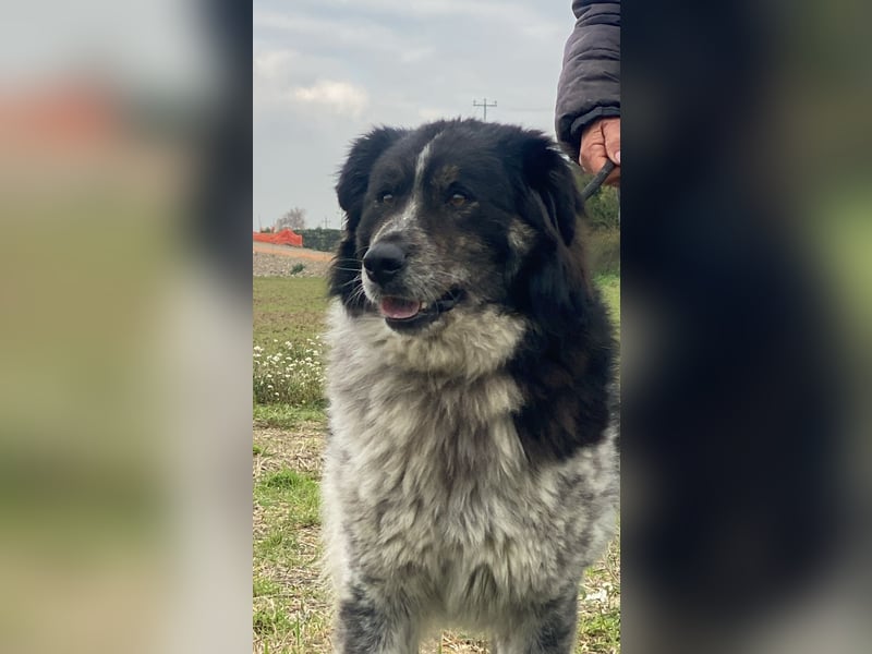 Ray - Zeig mir die Welt außerhalb des Zwingers...