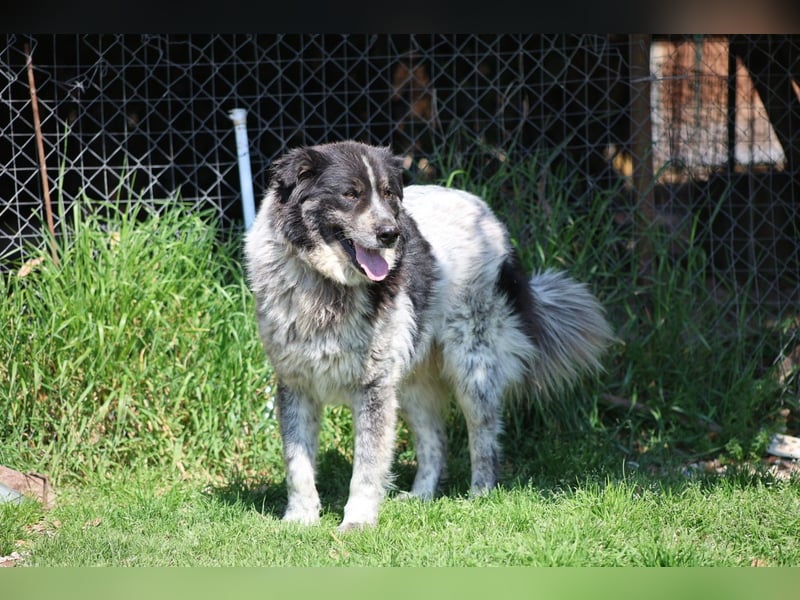 Ray - Zeig mir die Welt außerhalb des Zwingers...
