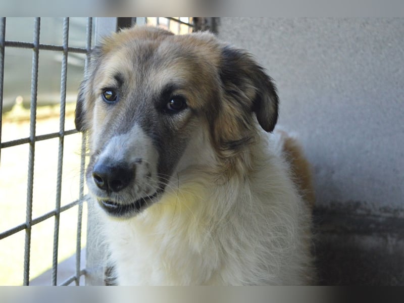 Heraclio - SOS - Wenn die Hoffnung stirbt