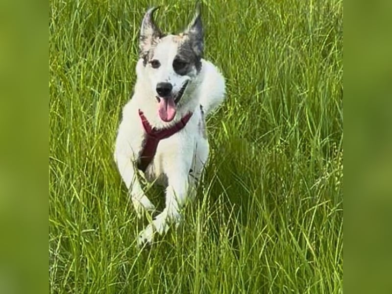 Nelly - (Dringend neue Pflegestelle oder Zuhause gesucht) gerade nochmal Glück gehabt Nelly - (Dringend neue Pflegestelle oder Zuhause gesucht) gerade nochmal Glück gehabt