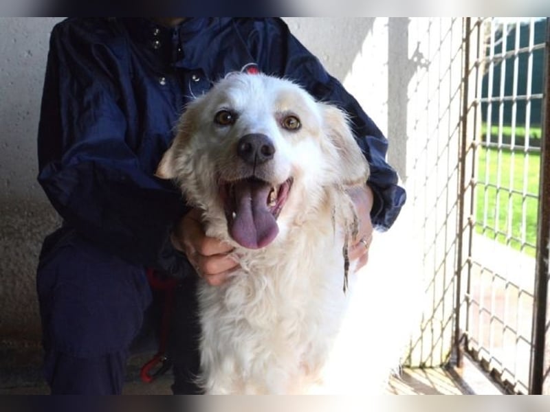 Gualter - und der staubige, unsichtbare Koffer