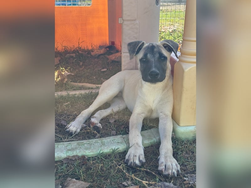 Inga - (Dringend Pflegestelle oder Zuhause gesucht)  Zwei kleine Hunde und ...