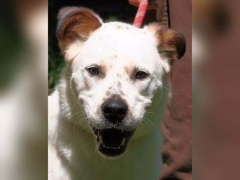 El Fava - hübscher Junge mit braunen Öhrchen