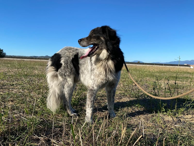 Ray - Zeig mir die Welt außerhalb des Zwingers...