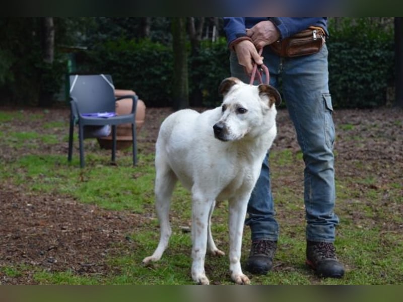 El Fava - hübscher Junge mit braunen Öhrchen