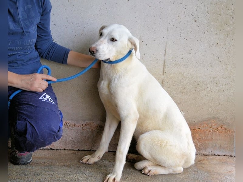 Armindo - aller guten Dinge sind drei