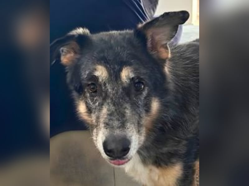 Aleta (Willow) - SOS-Dringend Pflegestelle oder Zuhause gesucht/kleines Seelchen im großen Wolfspelz Aleta (Willow) - SOS-Dringend Pflegestelle oder Zuhause gesucht/kleines Seelchen im großen Wolfspelz
