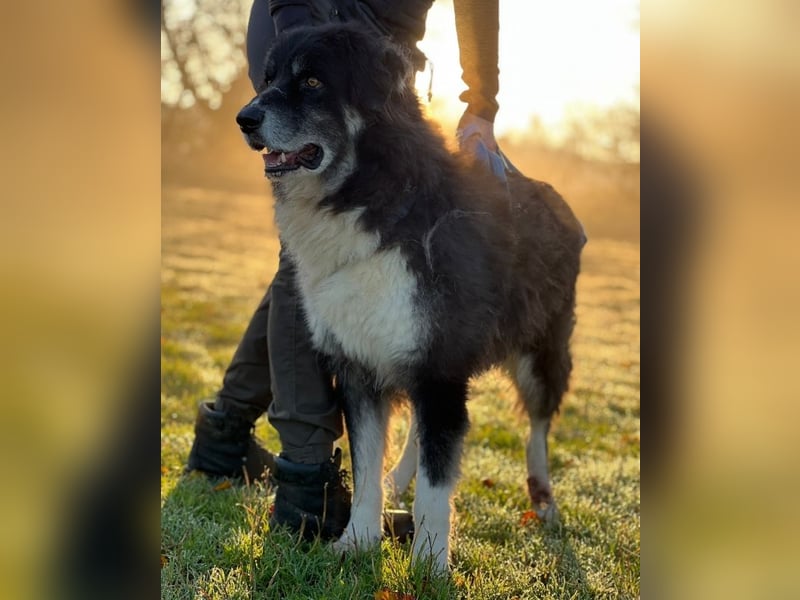 Kuno - Ein Ende in Sicht?