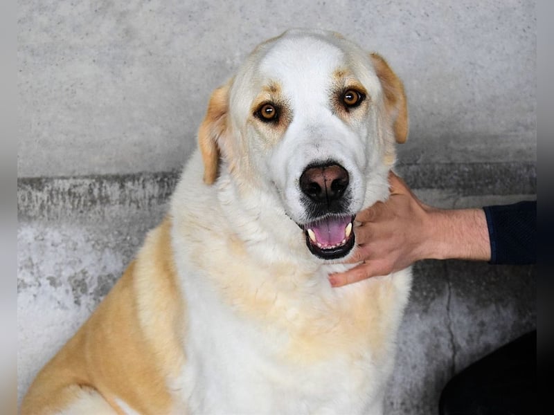 Roddie - Sein treuer Blick spricht Bände