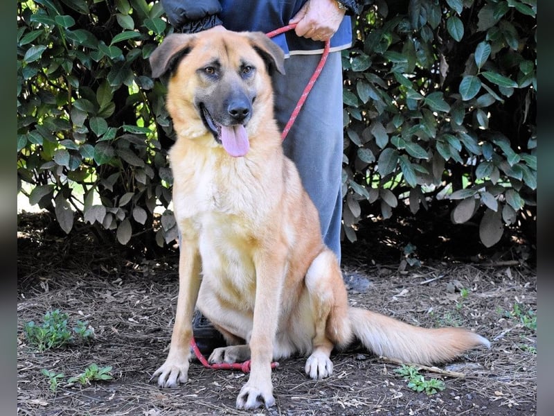 Anthaniel - Groß genug für "Wow" - zu charmant für "Weiter".