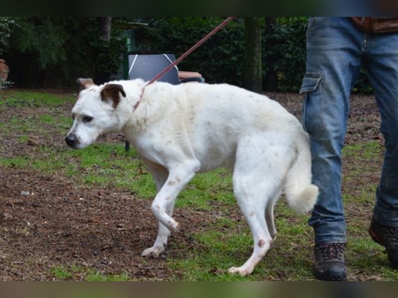 El Fava - hübscher Junge mit braunen Öhrchen