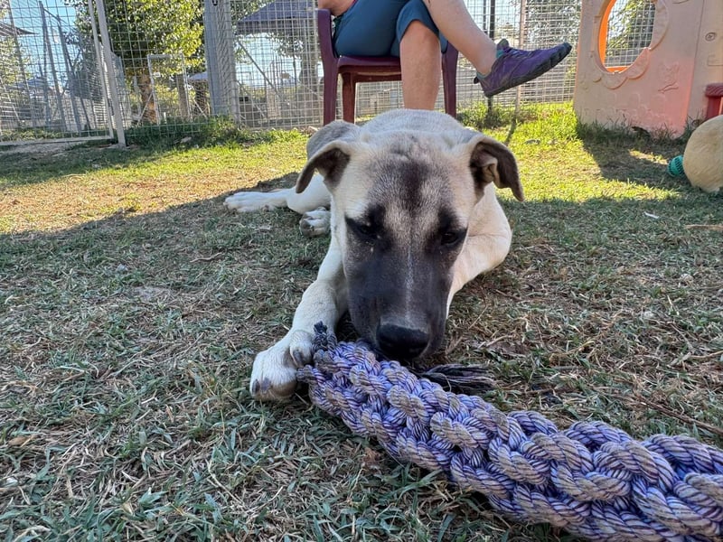 Inga - (Dringend Pflegestelle oder Zuhause gesucht)  Zwei kleine Hunde und ...