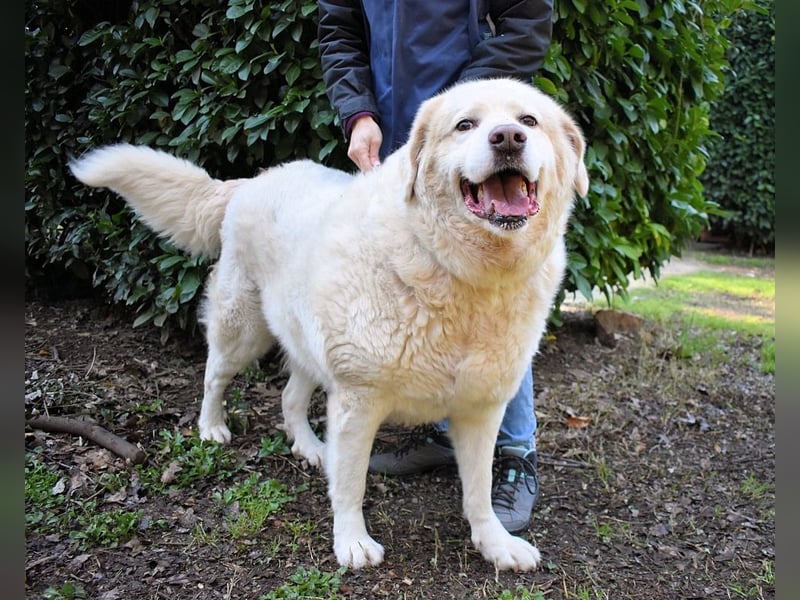 Abele - wenn Kraft und Zeit verloren gehen