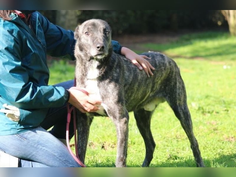 Loris - ausgeglichener und liebenswerter Charakter