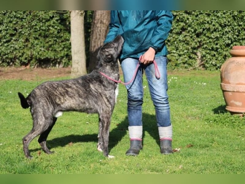 Loris - ausgeglichener und liebenswerter Charakter