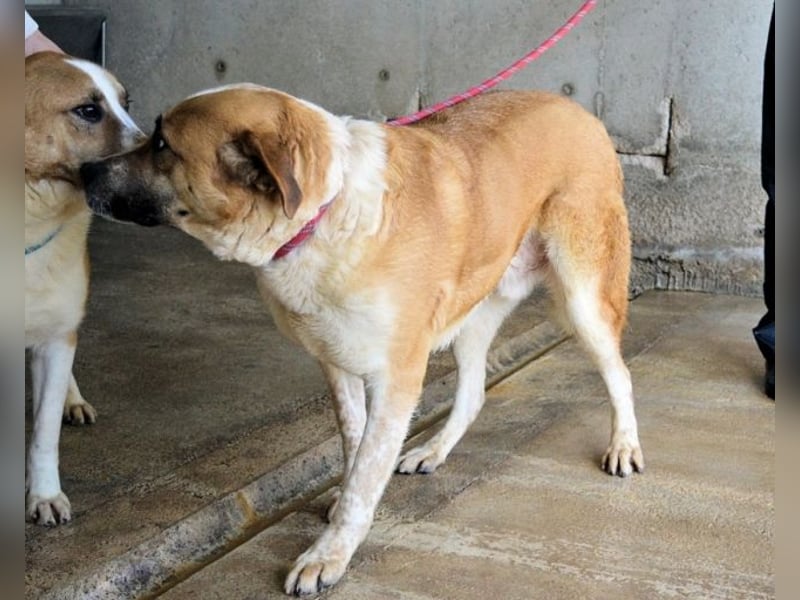 Savery - Drei Leben. Drei Chancen.