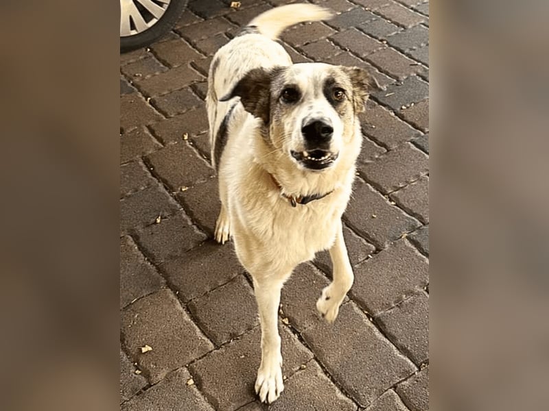 Nelly sucht dich - Groß, liebenswert und voller Herz
