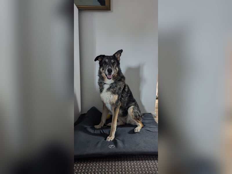 Aleta (Willow) - SOS - Dringend neues Zuhause oder Pflegestelle gesucht/kleines Seelchen