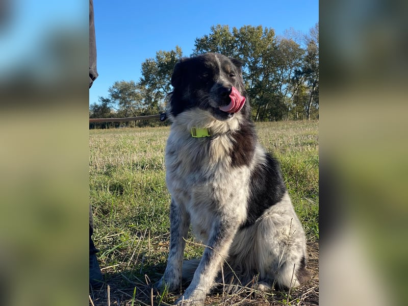 Ray - Zeig mir die Welt außerhalb des Zwingers...