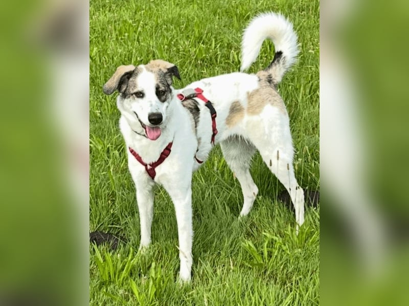 Nelly - (Dringend neue Pflegestelle oder Zuhause gesucht) gerade nochmal Glück gehabt