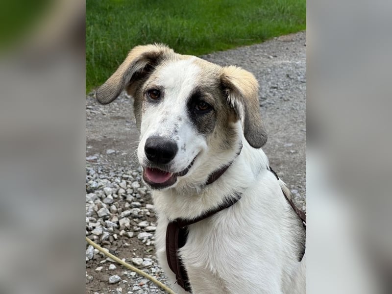 Nelly sucht dich - Groß, liebenswert und voller Herz