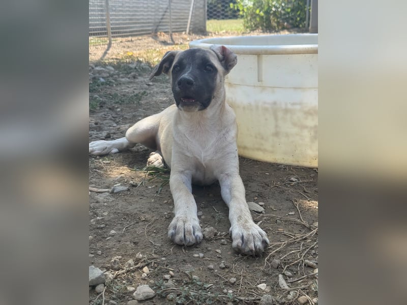 Inga - (Dringend Pflegestelle oder Zuhause gesucht)  Zwei kleine Hunde und ...