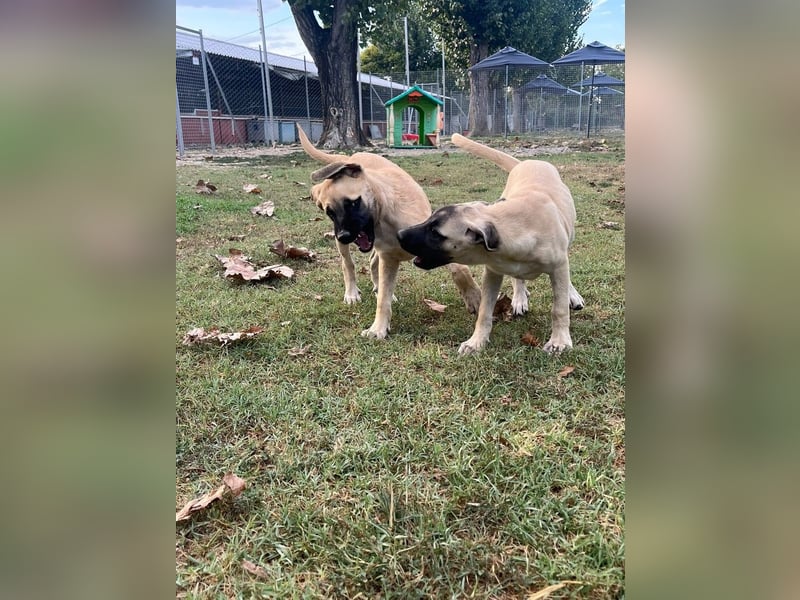 Inga - (Dringend Pflegestelle oder Zuhause gesucht)  Zwei kleine Hunde und ...