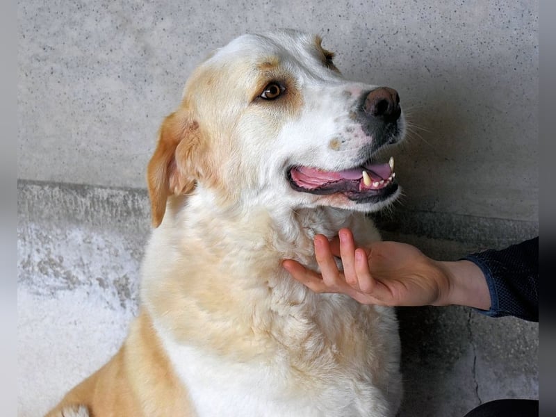 Roddie - Sein treuer Blick spricht Bände