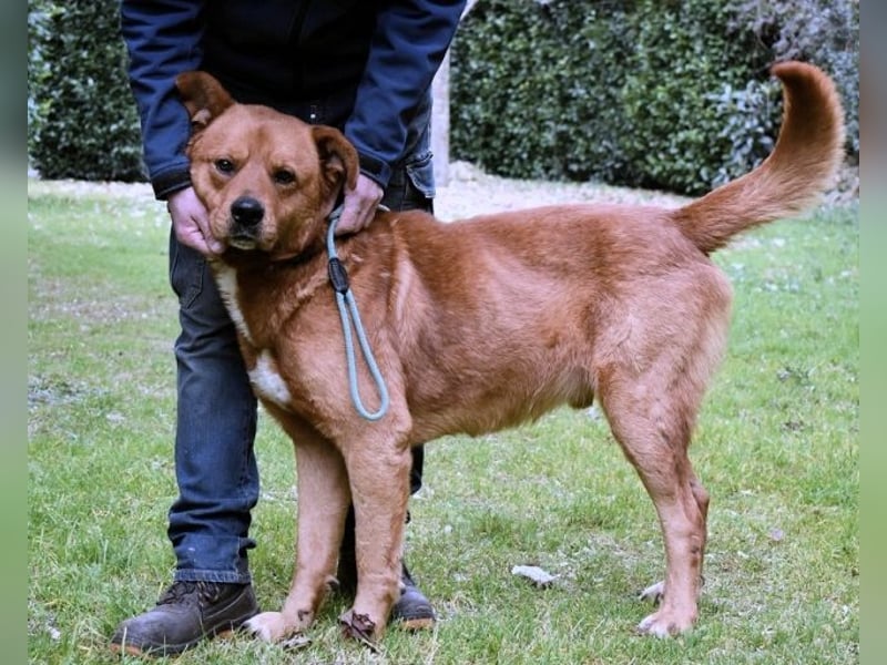 Vivaldo - ...steht vor der falschen Tür