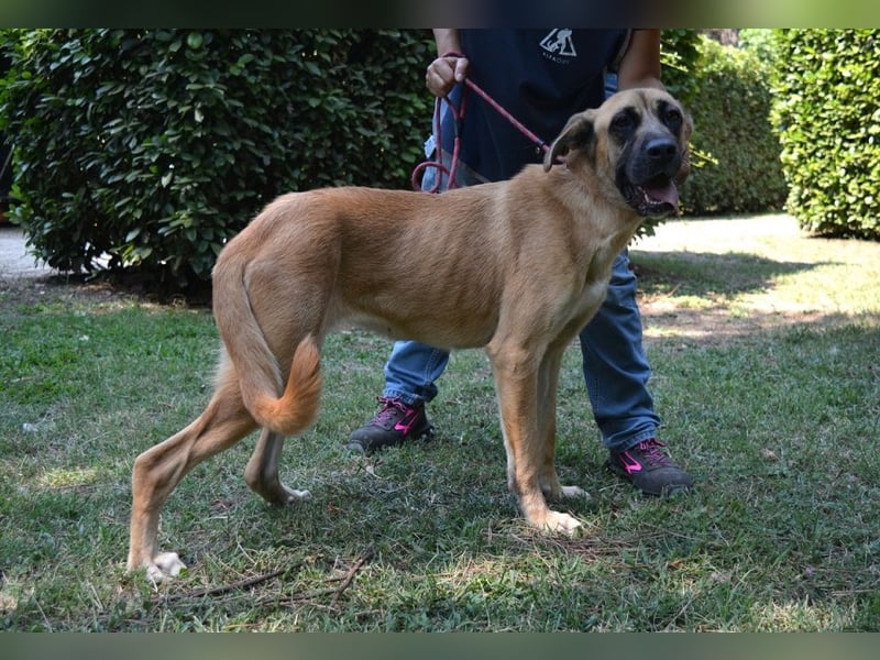 Adhara - Möchte ihre Energie versprühen