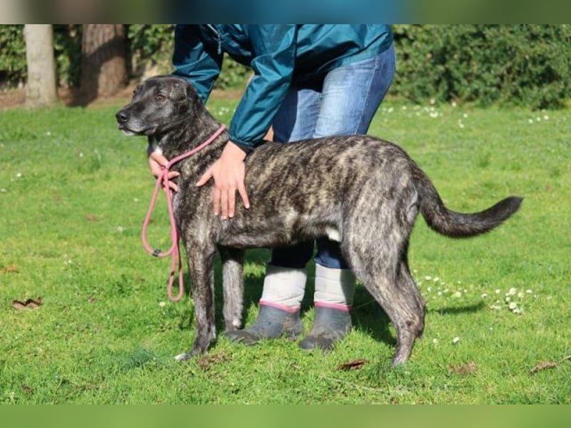 Loris - ausgeglichener und liebenswerter Charakter