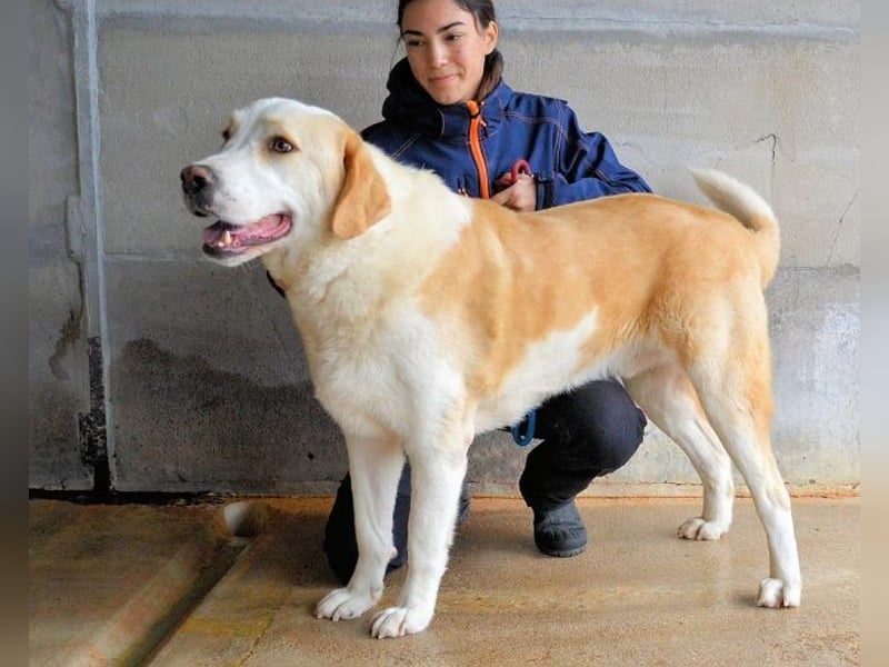 Roddie - Sein treuer Blick spricht Bände