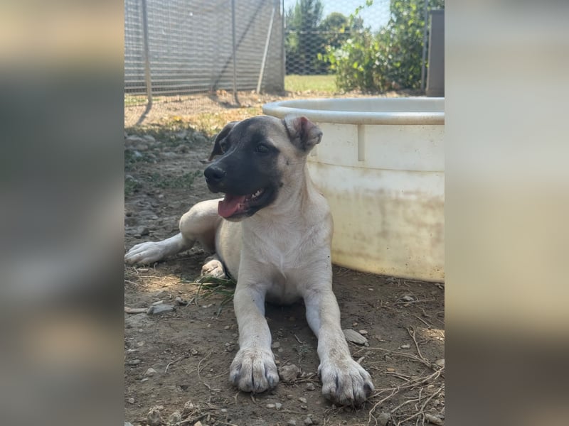 Inga - (Dringend Pflegestelle oder Zuhause gesucht)  Zwei kleine Hunde und ...