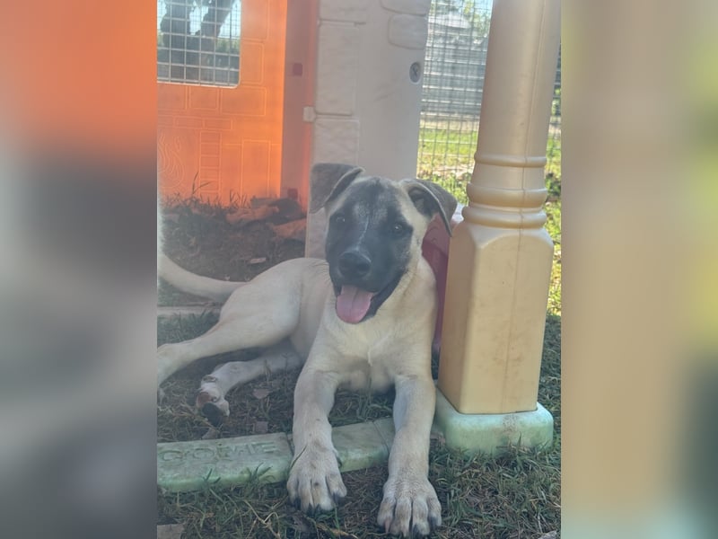 Inga - (Dringend Pflegestelle oder Zuhause gesucht)  Zwei kleine Hunde und ...