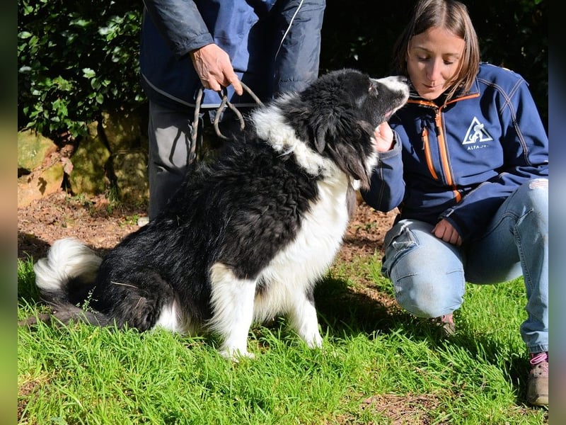Frasio - Wenn Lebendigkeit zum Verhängnis wird