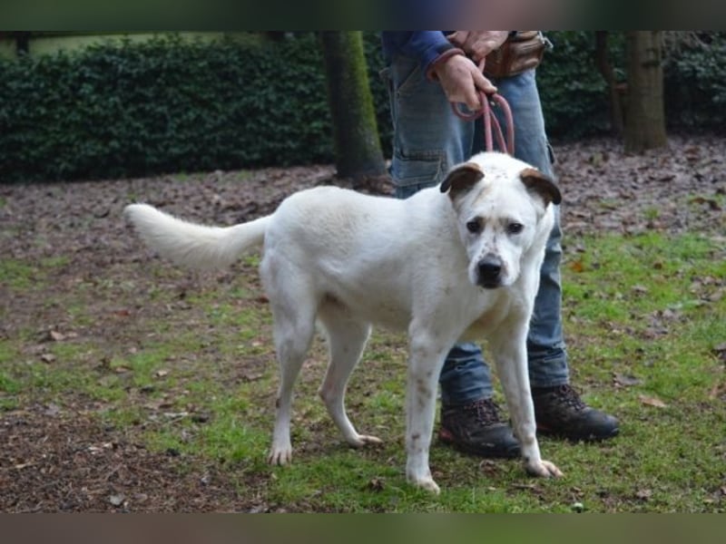 El Fava - hübscher Junge mit braunen Öhrchen