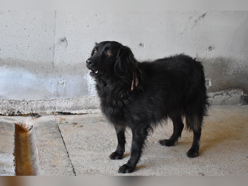 Kael - Nur ein einziges mal die Chance auf Leben