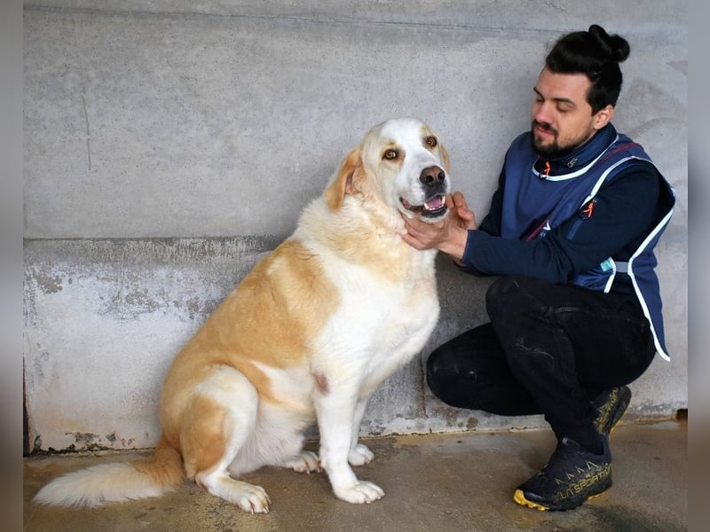 Roddie - Sein treuer Blick spricht Bände