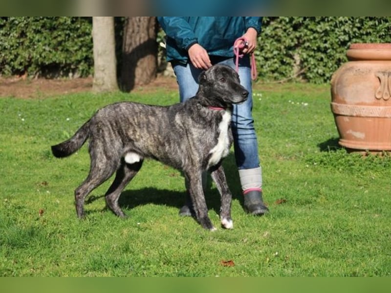 Loris - ausgeglichener und liebenswerter Charakter