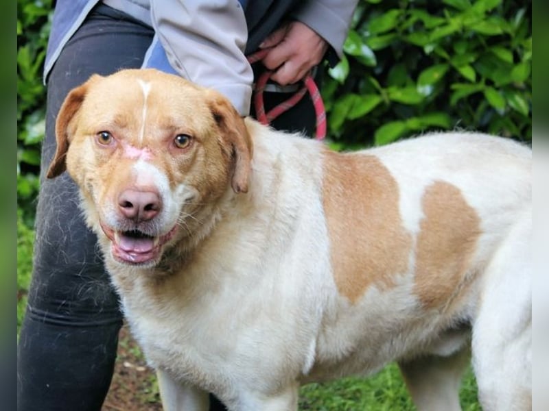 Jamison - möchte glücklich sein