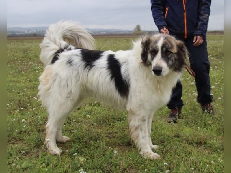Poncio - wird zum Musterschüler