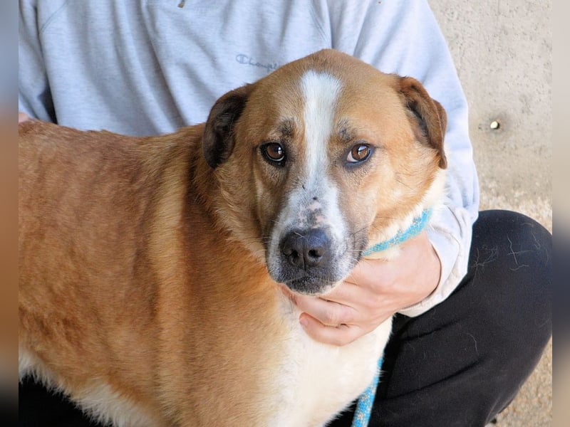 Scotlee - Drei Leben. Drei Chancen.