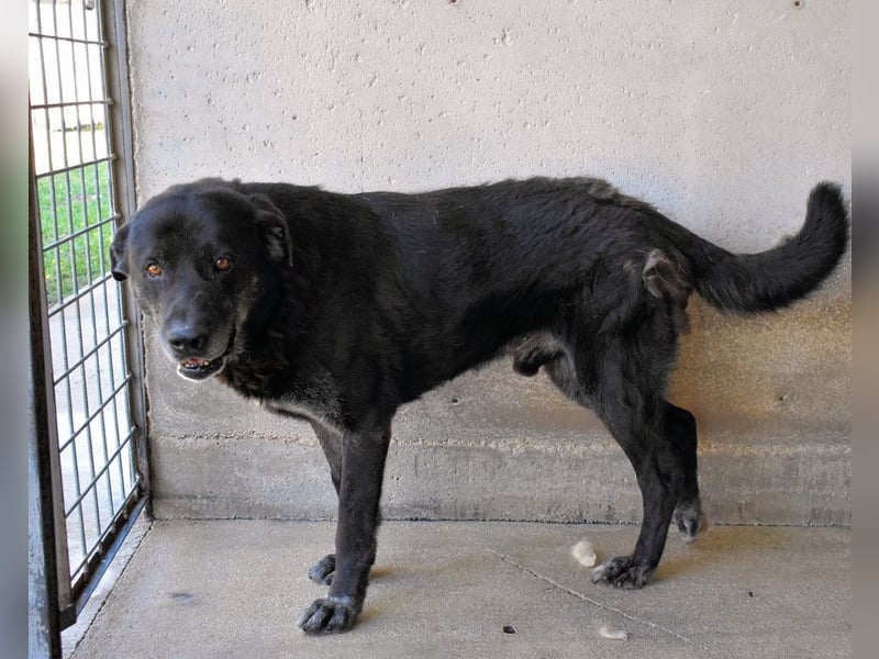 Idrysh - große Hunde werfen lange Schatten