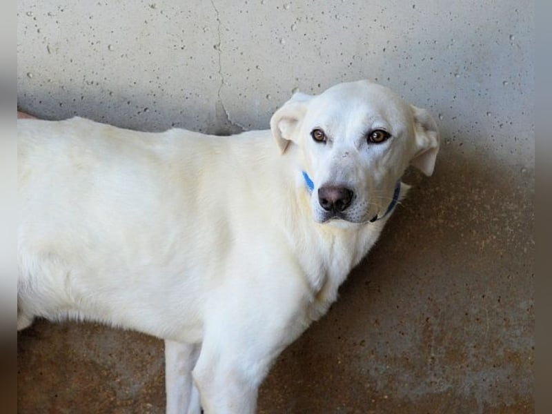 Armindo - Warteschleife, bitte nicht auflegen!