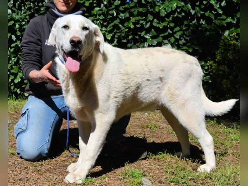 Scoutie - Scoutie hat Fernweh nach Liebe
