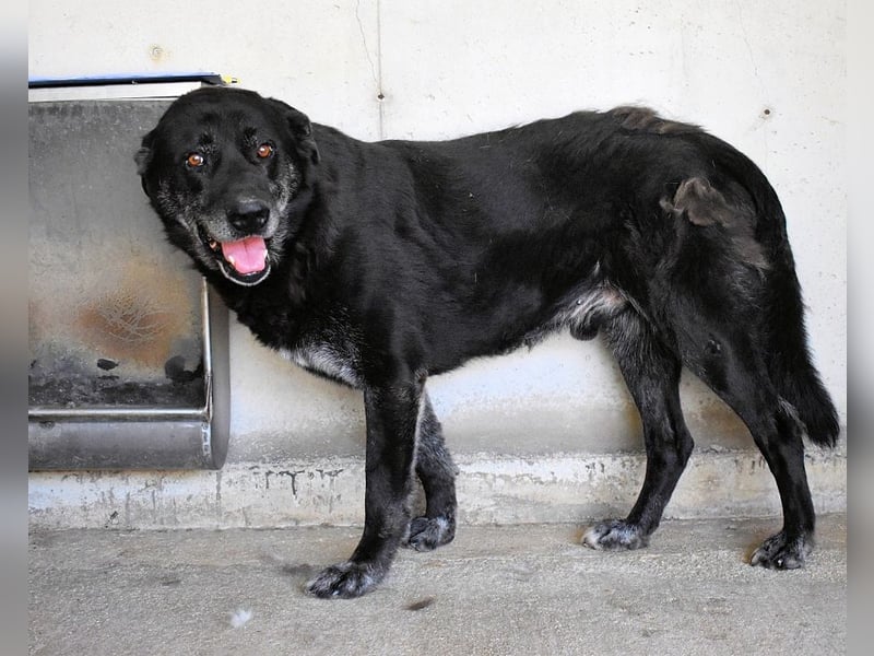 Idrysh - große Hunde werfen lange Schatten