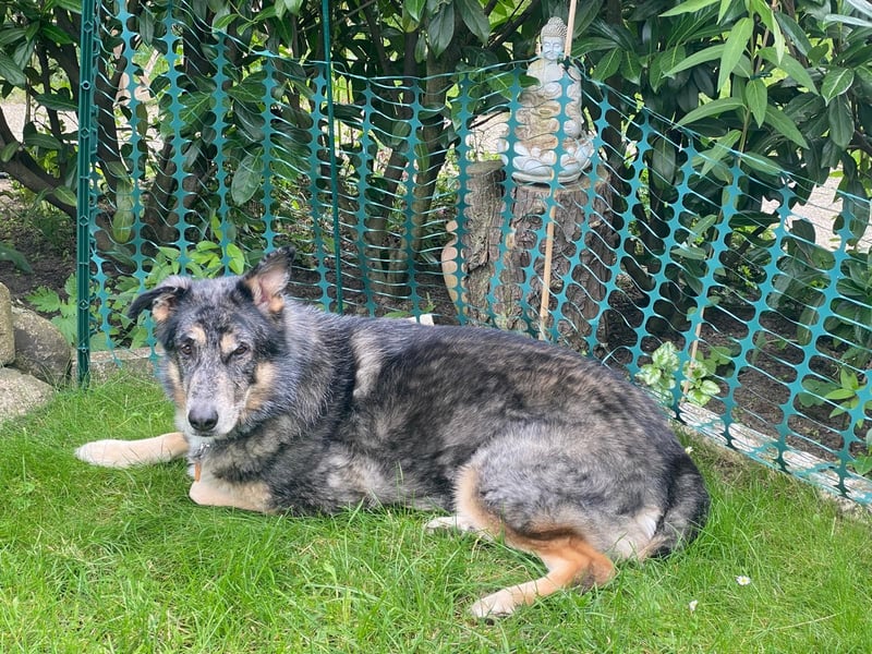 Aleta (Willow) - SOS - Dringend neues Zuhause oder Pflegestelle gesucht/kleines Seelchen