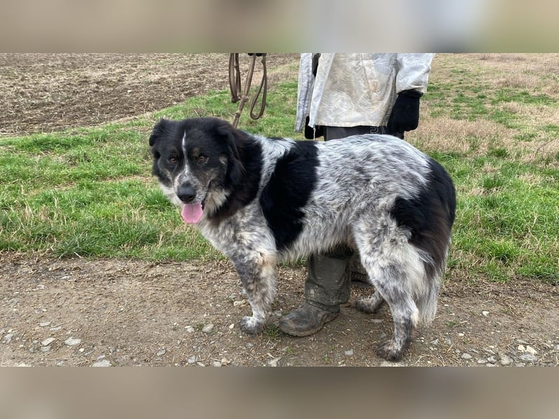 Ray - Zeig mir die Welt außerhalb des Zwingers...